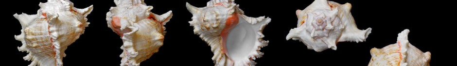 MrReid.org random header image