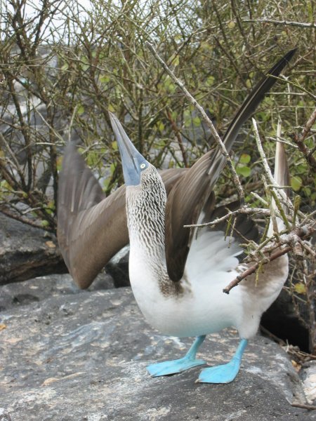 Blue-footed Booby courtship display