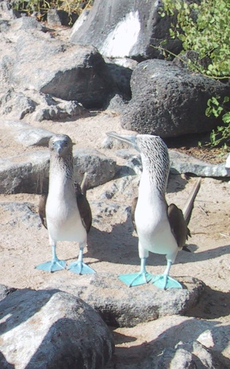 Pair of Blue-footed Boobies