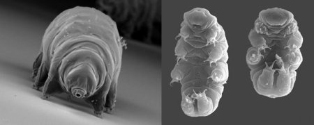 Tardigrade