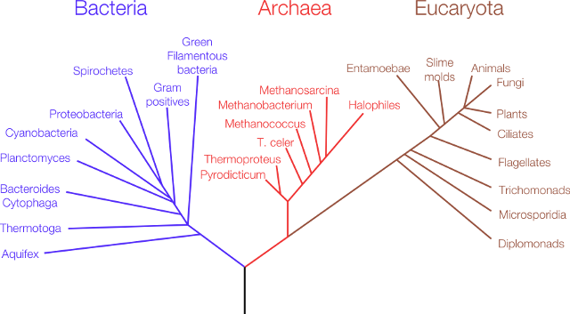 do cats and dogs have the same ancestor