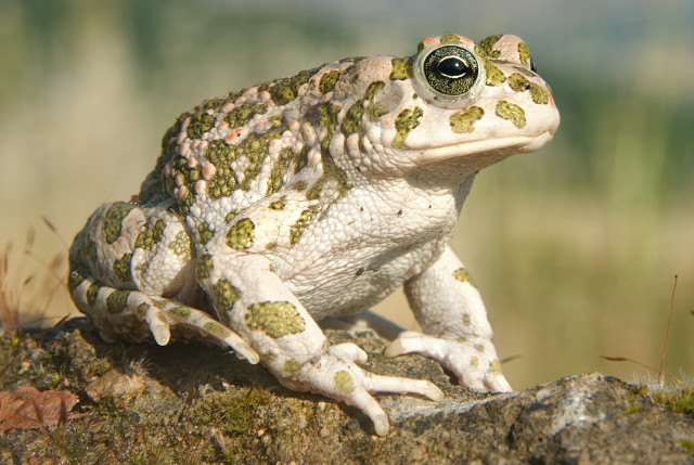 bufo-viridis