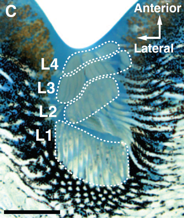 How jumping spiders' senses capture a world beyond our perception