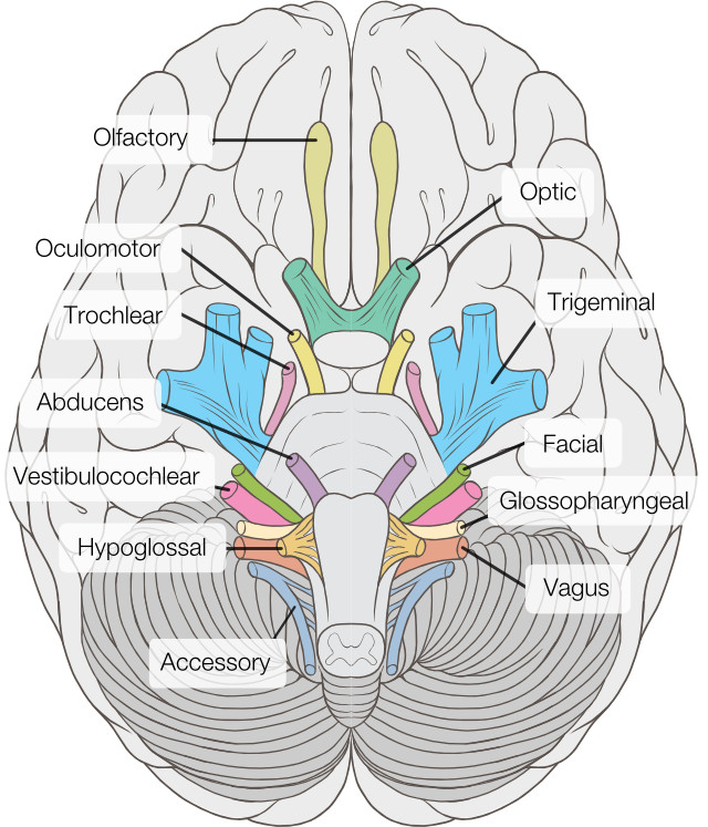 cranial-nerves