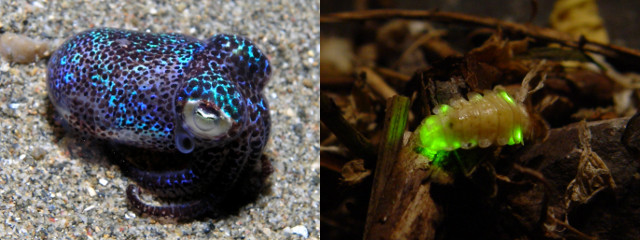 bioluminescence-squid-firefly