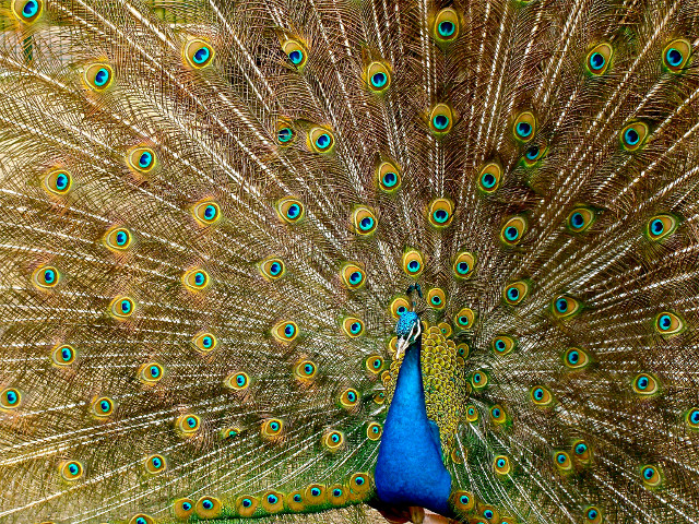 peacock-plumage