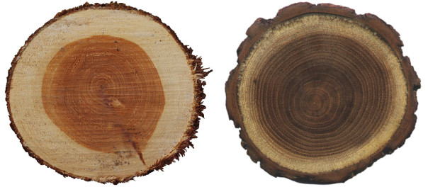 sapwood-comparison